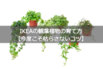 IKEAの観葉植物の育て方【今度こそ枯らさないコツ】