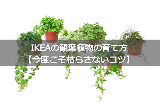 Ikeaの観葉植物の育て方 今度こそ枯らさないコツ Story Design