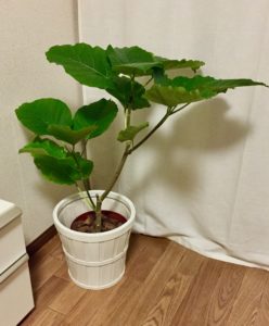 Ikeaの観葉植物の育て方 今度こそ枯らさないコツ Story Design