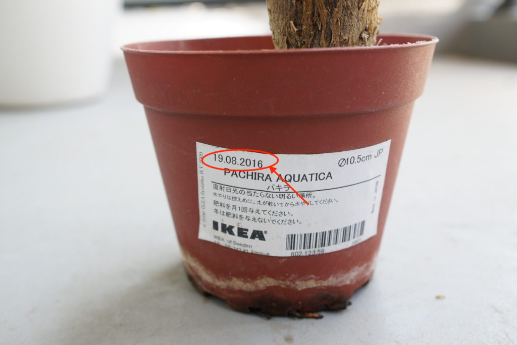 Ikeaの観葉植物の育て方 今度こそ枯らさないコツ Story Design