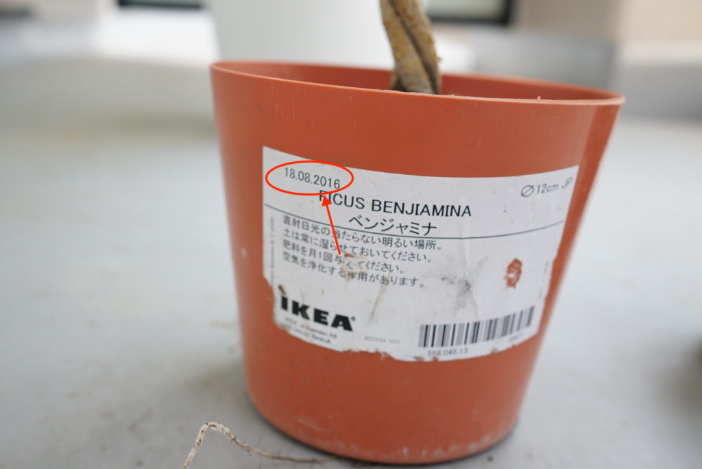 Ikeaの観葉植物の育て方 今度こそ枯らさないコツ Story Design