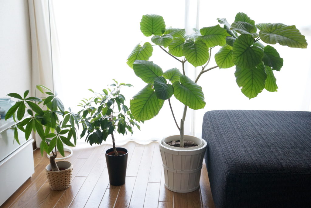 Ikeaの観葉植物の育て方 今度こそ枯らさないコツ Story Design